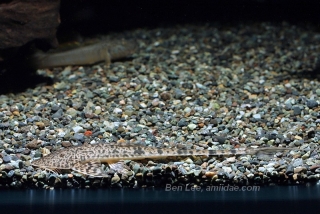 Rhadinoloricaria sp. `PERU`